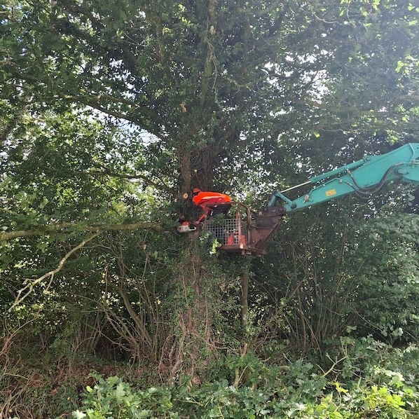 élagage abattage arbre